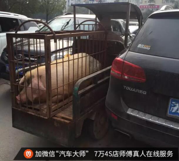 女司机回家路上出事故 没想到竟收获一头大年猪