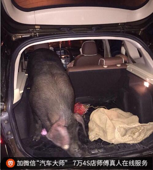 女司机回家路上出事故 没想到竟收获一头大年猪