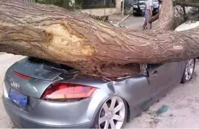 为了防止被晒，很多车主将车停树下，这个操作其实有风险