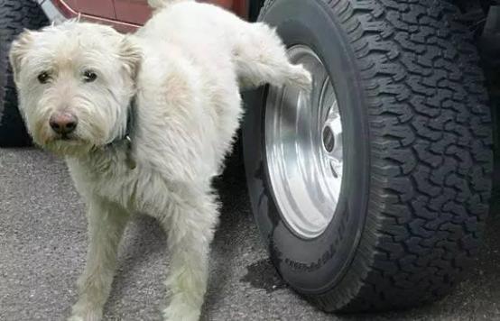 防止狗狗在车轮上撒尿的7个妙招，学会之后再也没洗过轮毂